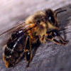 пчелиное маточное молочко - секрет пищеварительных желёз рабочих пчёл