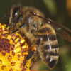 пчелиное маточное молочко - секрет пищеварительных желёз рабочих пчёл